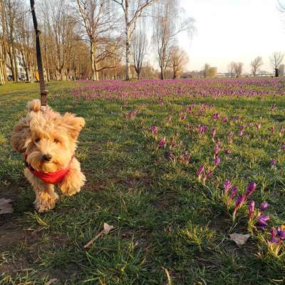 Hundetreffen-Spielfreudige und freundliche Junghunde-Bild
