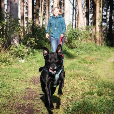 Hundeschulen-Happy Dog Training & Verhaltensberatung-Bild