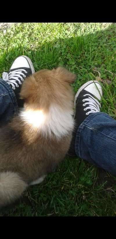 Das erste Bild eures Hundes-Beitrag-Bild