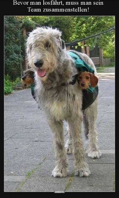 Rucksack für den Hund-Beitrag-Bild
