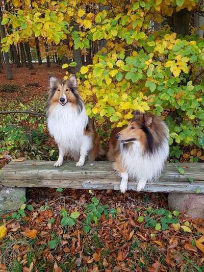 Dogorama Photo Challenge - Die besten Hundebuddys-Beitrag-Bild