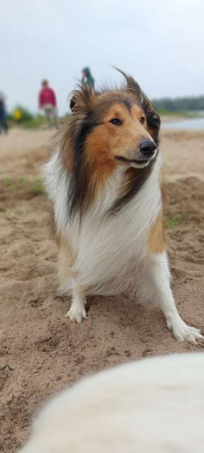 Collies gesucht-Beitrag-Bild