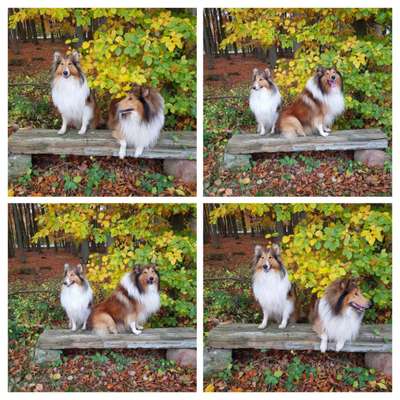 Langhaar Collies-Beitrag-Bild