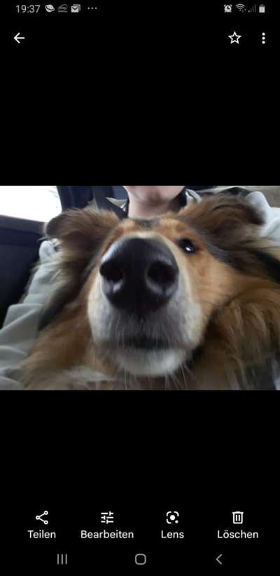 Collies gesucht-Beitrag-Bild