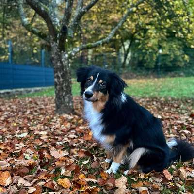 Hundetreffen-Spielkamerad gesucht-Bild