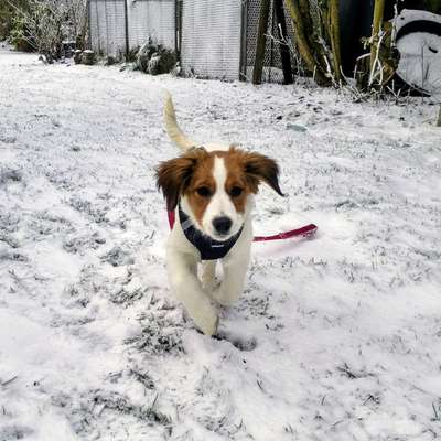 Hundetreffen-Treffen zum spielen, toben und sozialisieren-Bild