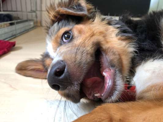 Dogorama Photo Challenge - Hundeblick zum hinschmelzen-Beitrag-Bild