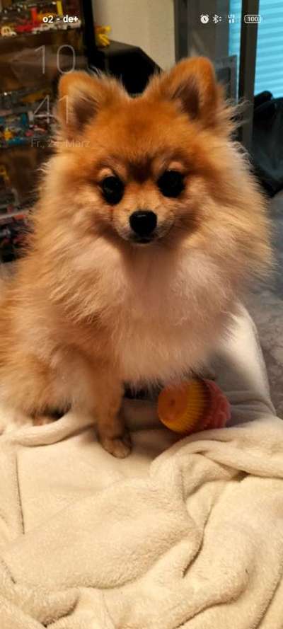 Hundetreffen-Hundespielen mit kleineren Hunden gesucht-Bild