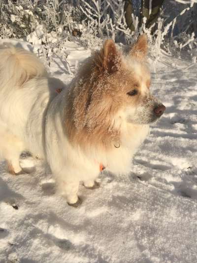 Nordische Hunde-Beitrag-Bild