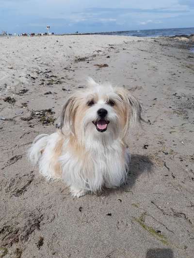 Die Dogorama Kalender Challenge Teil 3/4-Beitrag-Bild