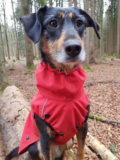 Hund aus dem Spanischen Tierschutz-Beitrag-Bild