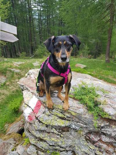 Mischlingshunde Foto Aufruf-Beitrag-Bild