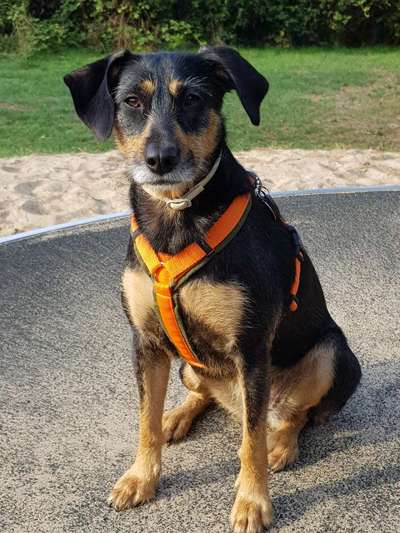 Auslandstierschutz-Beitrag-Bild