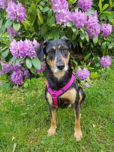 Die Dogorama Kalender Challenge Titelbild-Beitrag-Bild