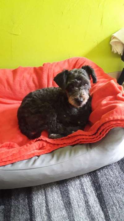 Kleine Hunde ganz Groß-Beitrag-Bild