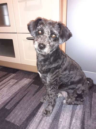 Mischlingshunde Foto Aufruf-Beitrag-Bild