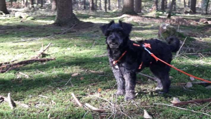 Hunde vom Tierschutzverein 🐕♥️-Beitrag-Bild