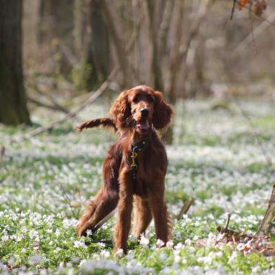 Irisch setter-Beitrag-Bild