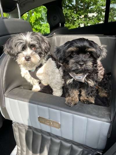 Die Dogorama Kalender Challenge Titelbild-Beitrag-Bild