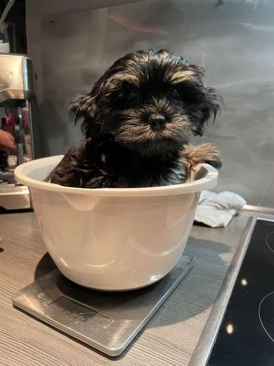 Welpen Bilder !-Beitrag-Bild