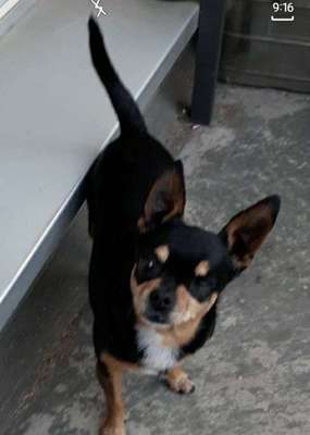 Dein Hund im Dogorama-Kalender 2021-Beitrag-Bild