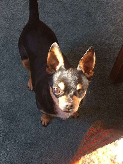 Wo sind die Zwergpinscher?-Beitrag-Bild