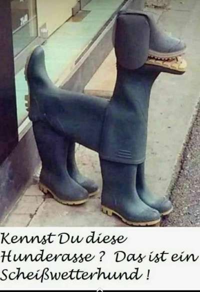 Hunde Memes-Beitrag-Bild