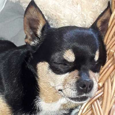 Dein Hund im Dogorama-Kalender 2021-Beitrag-Bild