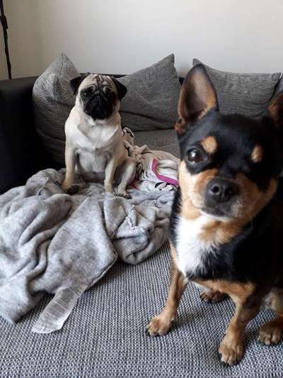 Bester Freund, Hundekumpel - zeigt her!-Beitrag-Bild