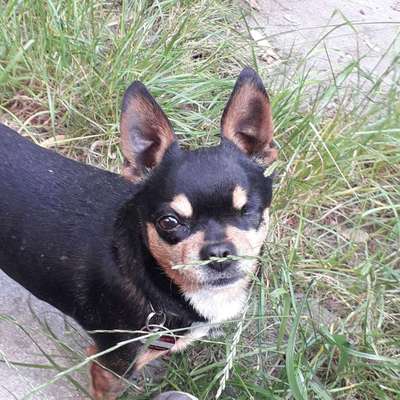 Dein Hund im Dogorama-Kalender 2021-Beitrag-Bild