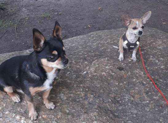 Dogorama Bekanntschaften/Freundschaften-Beitrag-Bild