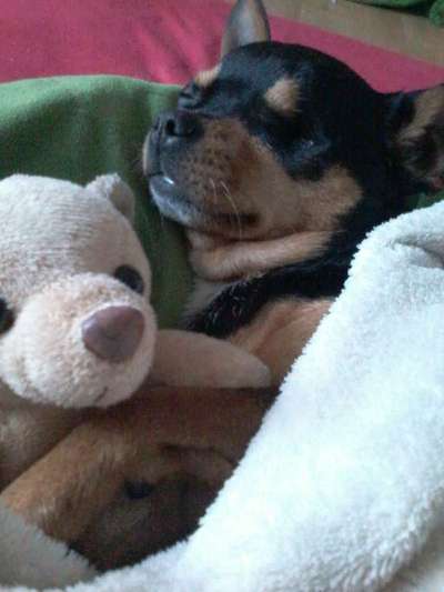 Zeigt mal die schönsten Bilder von euren Hunden !-Beitrag-Bild