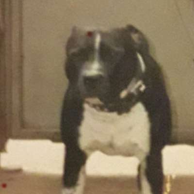 "Bulligere Arten" auch hier? :) Amstaff etc..-Beitrag-Bild