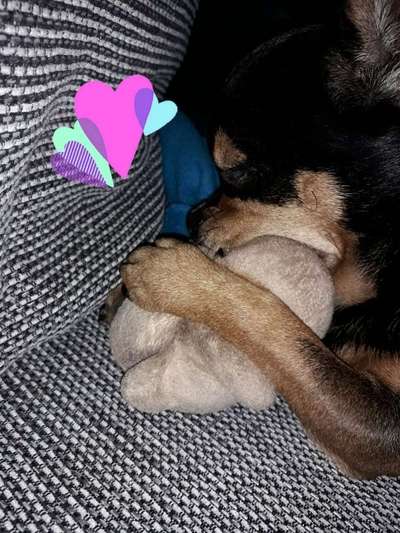 Angewohnheiten eurer Fellnasen-Beitrag-Bild