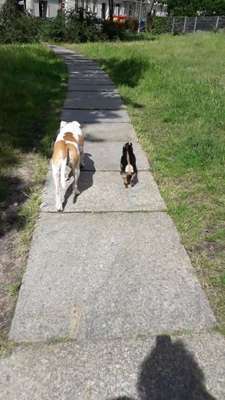 Bester Freund, Hundekumpel - zeigt her!-Beitrag-Bild