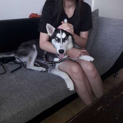 Nordische Hunde-Beitrag-Bild