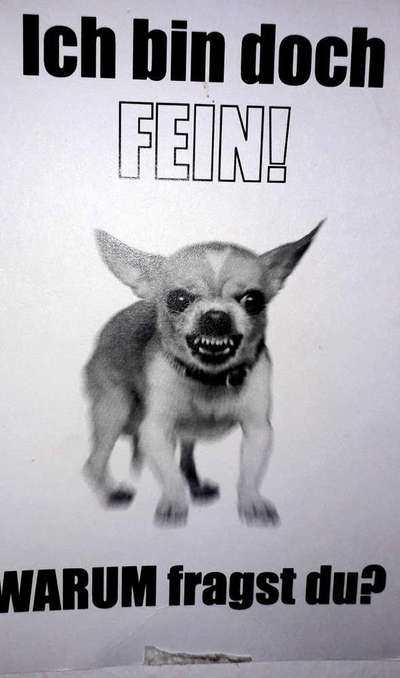 Hunde Memes-Beitrag-Bild