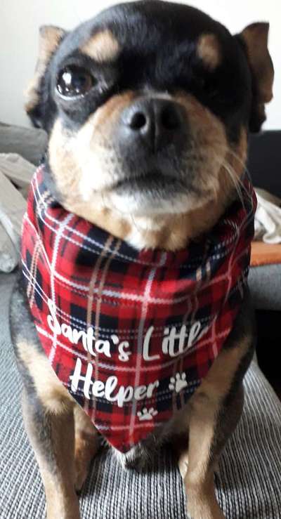 Challenge Nr. 8  Dein Hund im Weihnachtslook-Beitrag-Bild