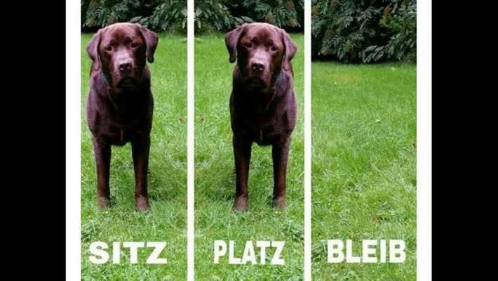 Hunde Memes-Beitrag-Bild