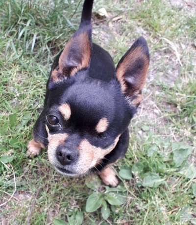 Dein Hund im Dogorama-Kalender 2021-Beitrag-Bild