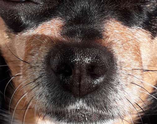 Zeigt her eure Hundenasen-Beitrag-Bild