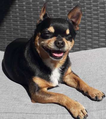 Dein Hund im Dogorama-Kalender 2021-Beitrag-Bild