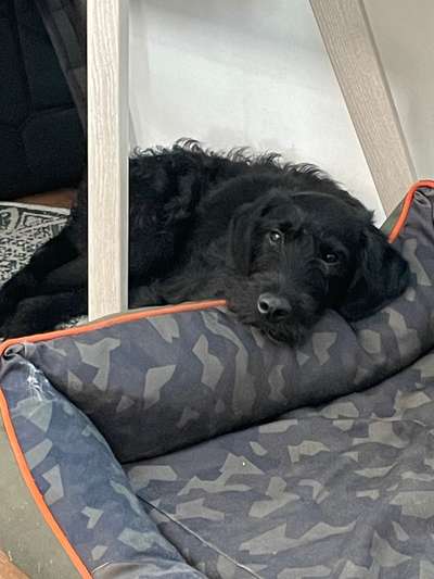 Hundetreffen-Gemeinsame Spaziergänge, Spieltreffen-Bild