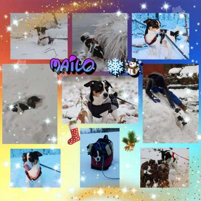 24. Collage-Challenge  *Hund im Schnee*-Beitrag-Bild