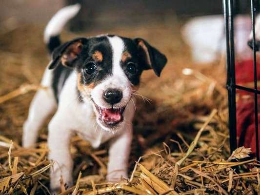 Jack Russel Terrier-Beitrag-Bild