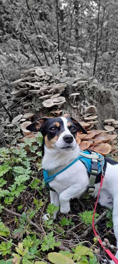 Dogorama Photo Challenge - Pilze-Beitrag-Bild