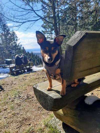 Jack Russel Terrier-Beitrag-Bild