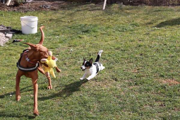 Dogorama Photo Challenge - Hunde in Action-Beitrag-Bild