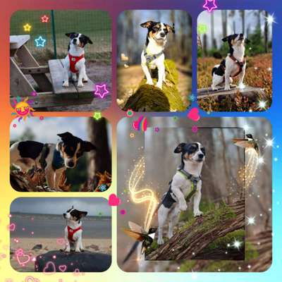 31. Collagen Challenge - Bänke/ Steine /Baumstümpfe-Beitrag-Bild