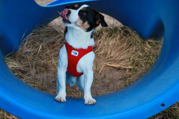 Tongue Out Tuesday-Beitrag-Bild